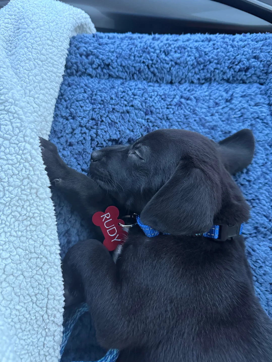 The dog is lying on a blue blanket