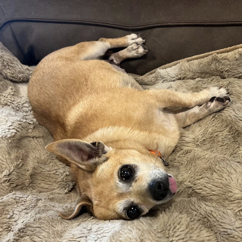The dog is lying on the bench