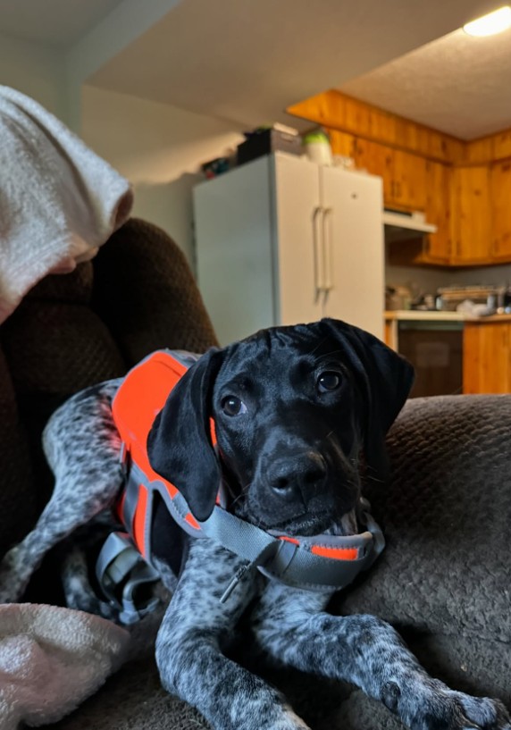 The dog is lying on the couch