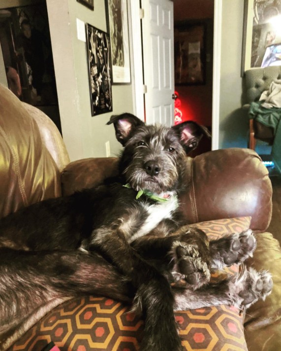 The dog is lying on the couch leaning against the armchair
