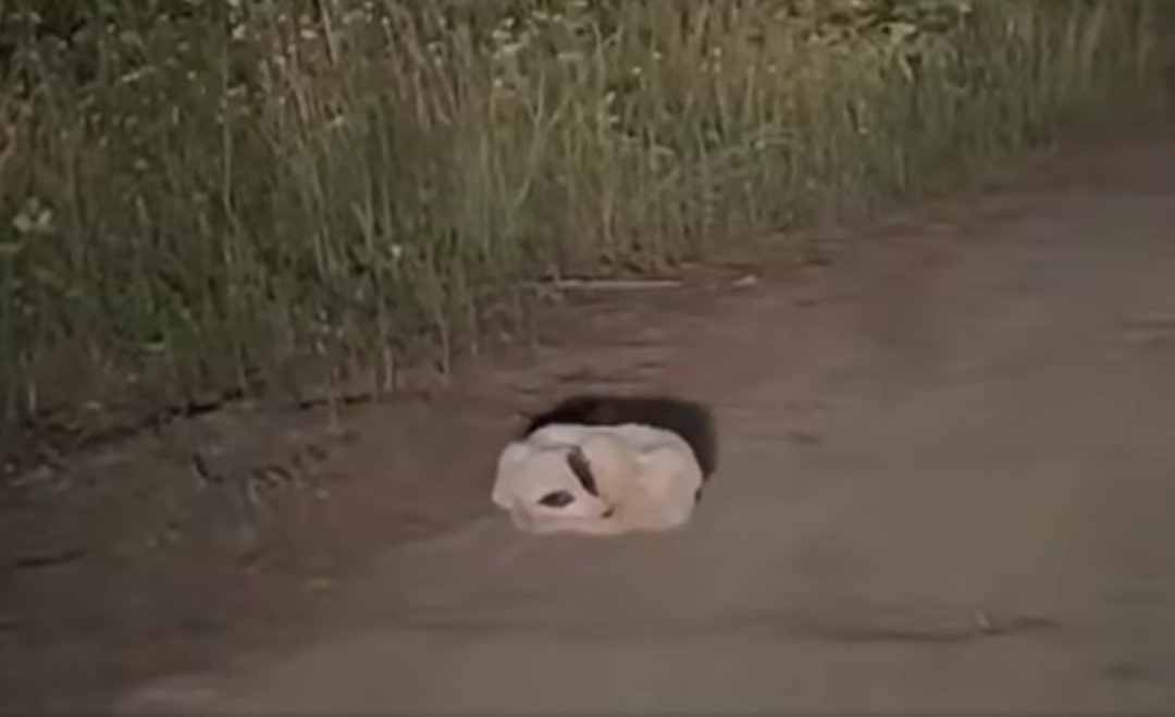 The dog is lying on the dirt road