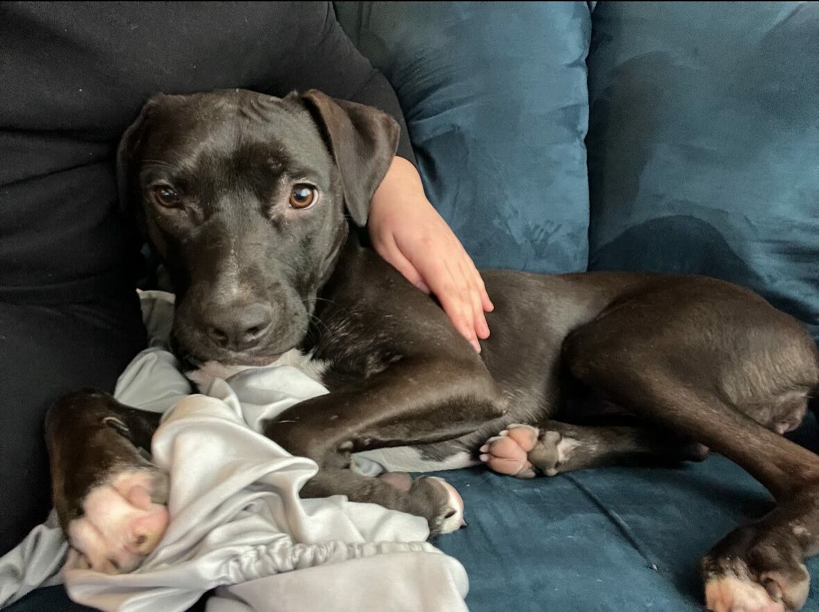The dog is lying on the green couch