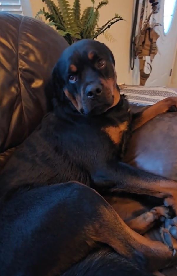 The dog is lying on the leather couch