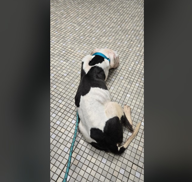 The dog is lying on the tile