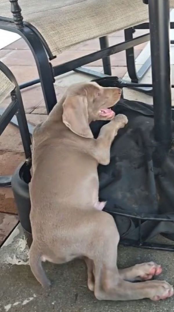 The dog is lying under the table