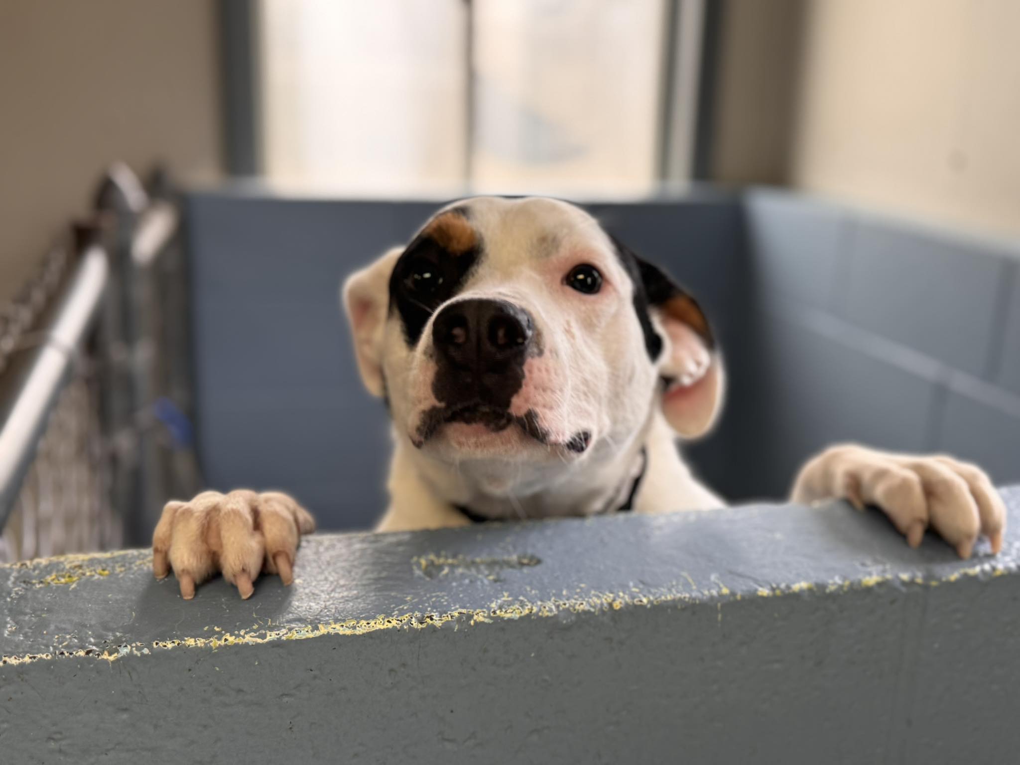 The dog is peeking out of the wooden crate