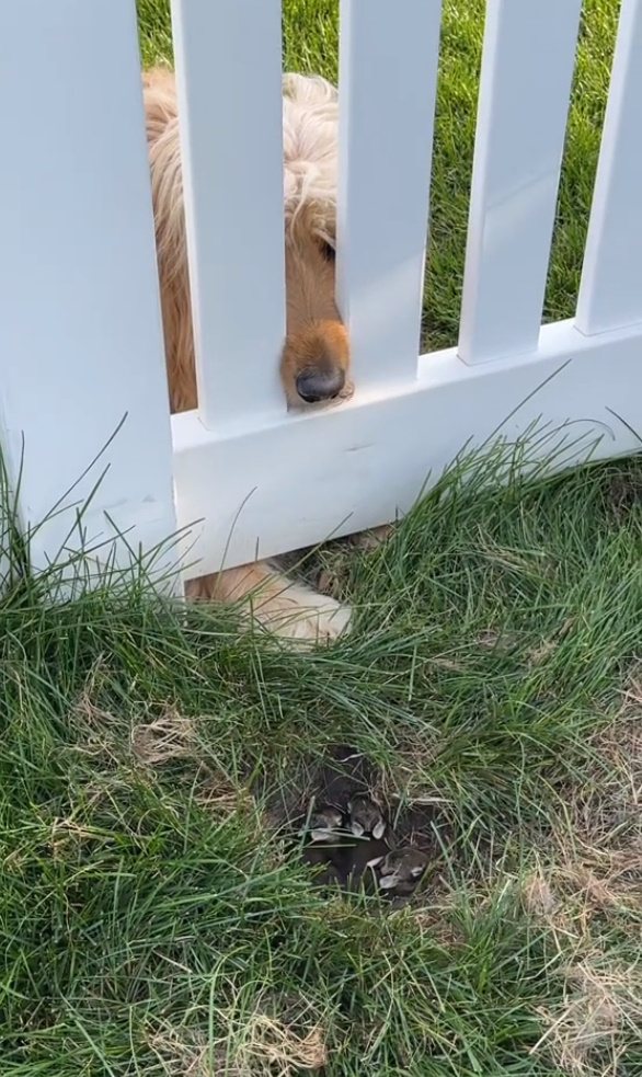 The dog is peeking through the rabbit fence