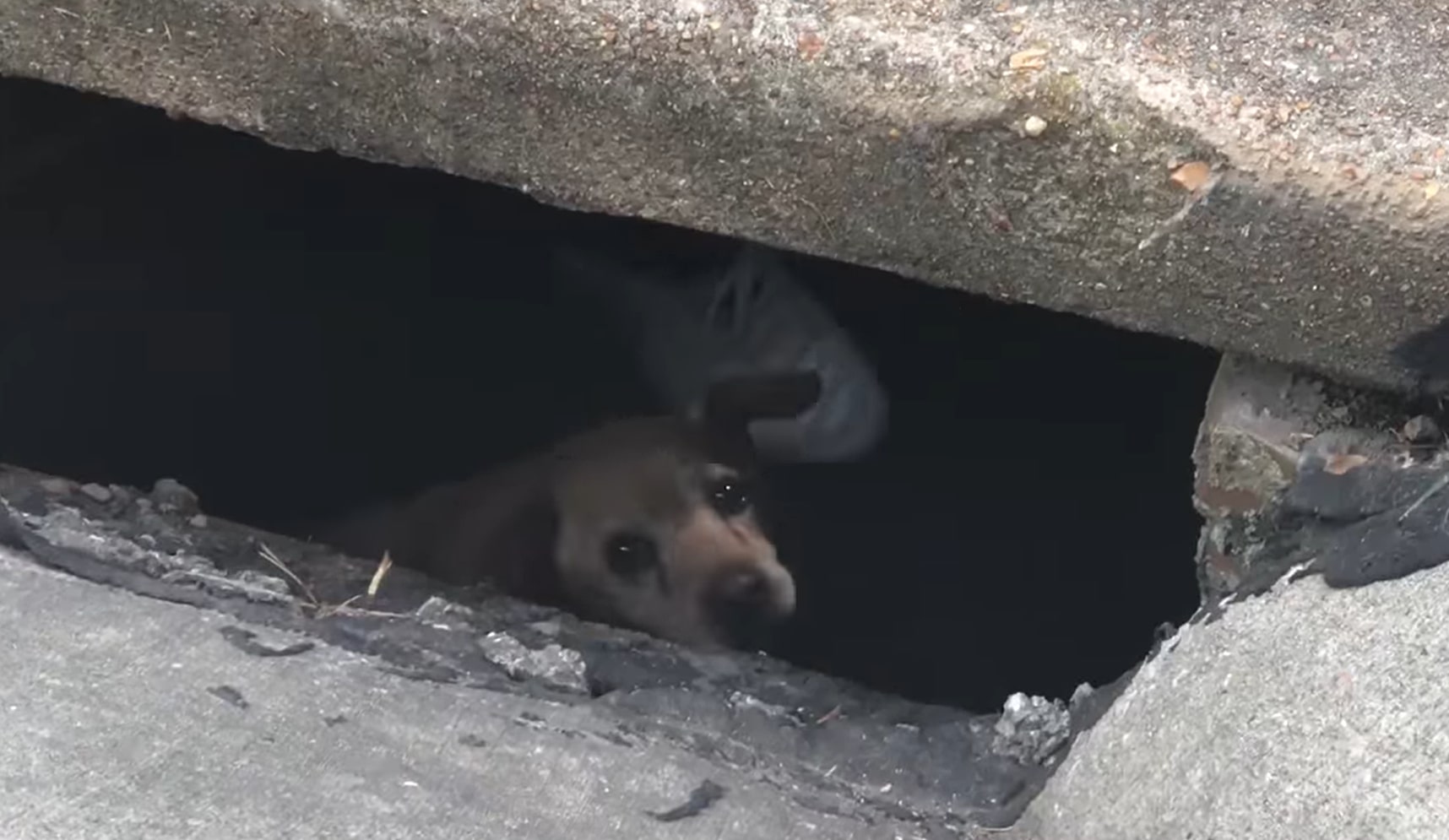 The dog is peeking under the manhole