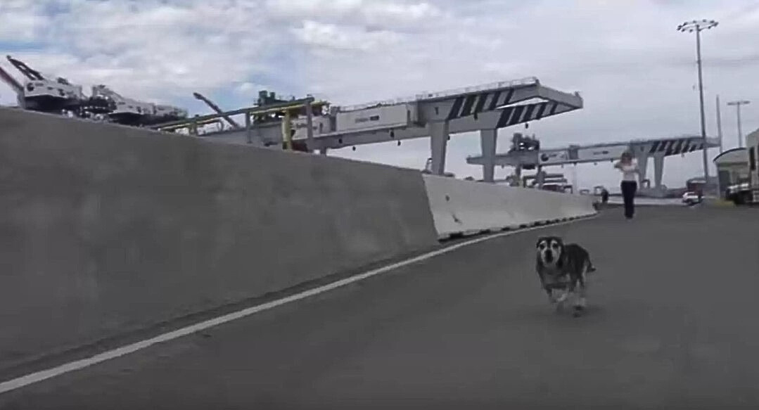 The dog is running down the street