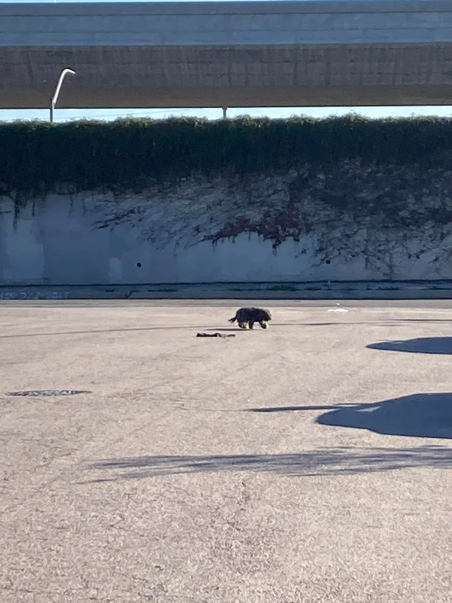 The dog is running on the sidewalk