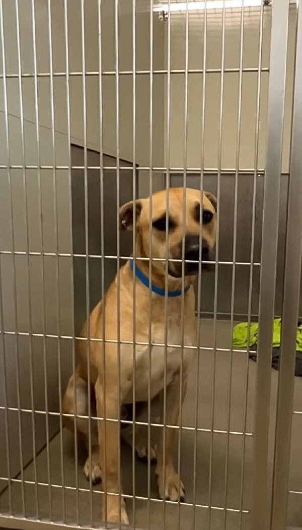 The dog is sitting in a cage and looking in front of him