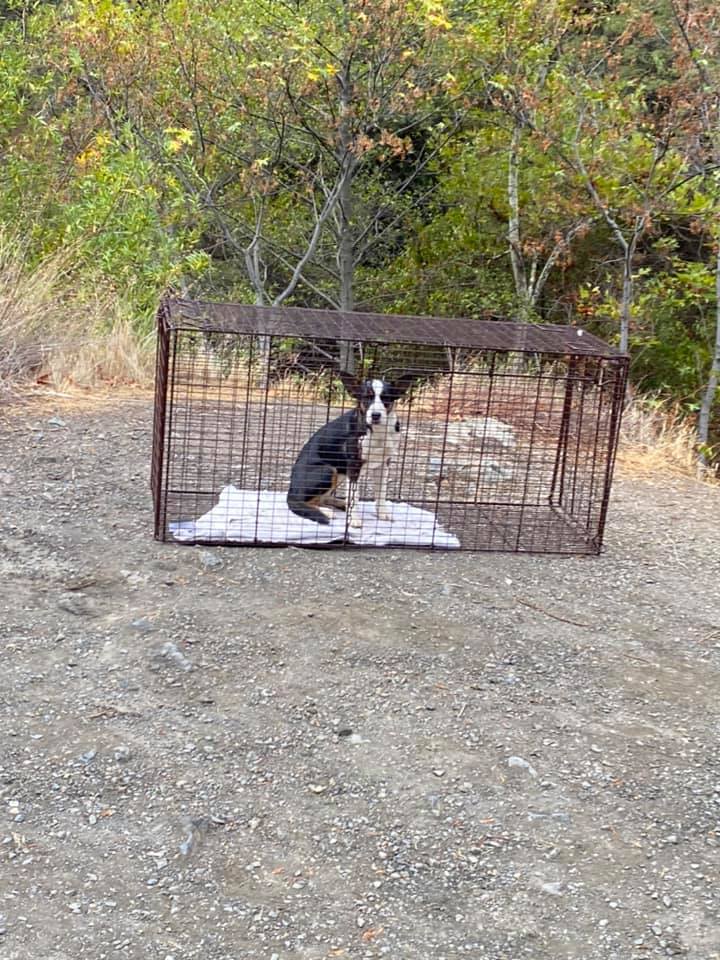 The dog is sitting in a cage