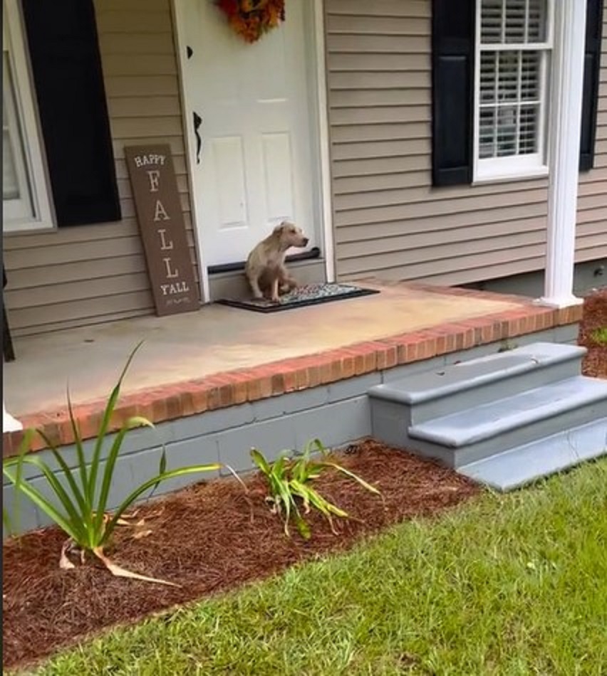 The dog is sitting in front of the door