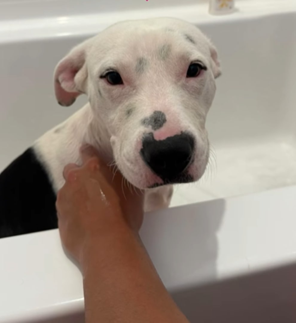 The dog is sitting in the bathtub