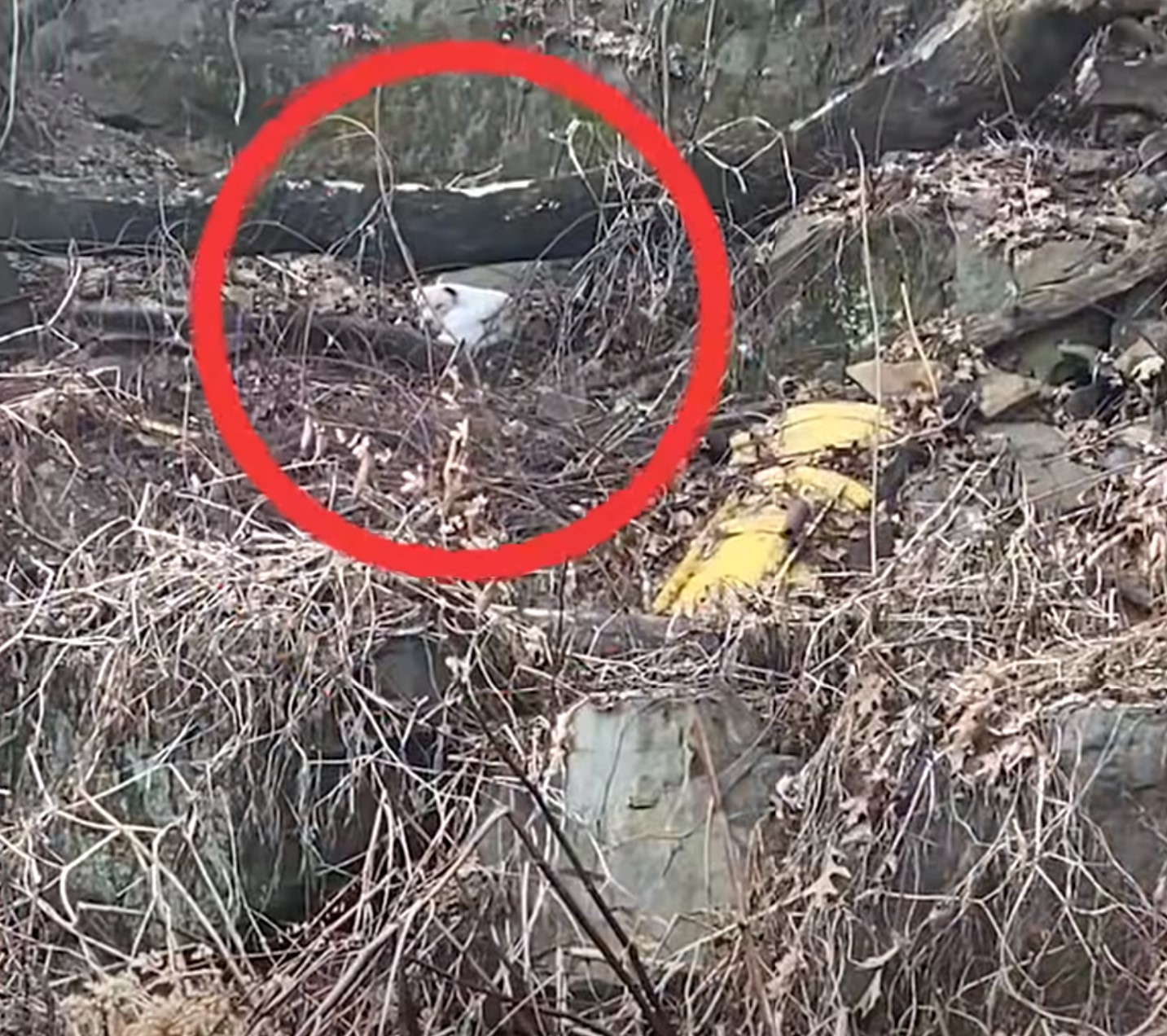 The dog is sitting in the bushes