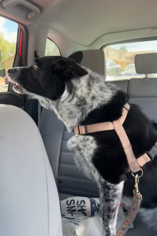 The dog is sitting in the car and looking out the window