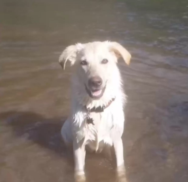The dog is sitting in the river