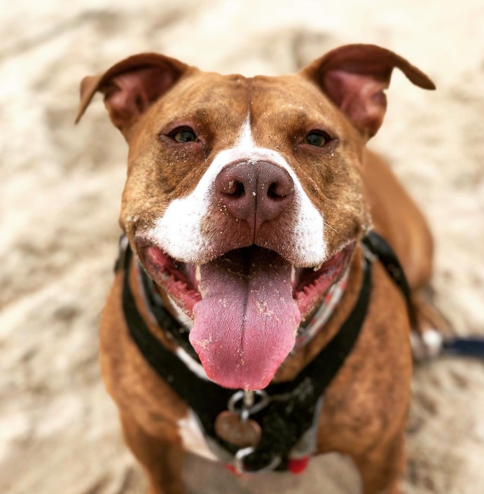 The dog is sitting in the snow