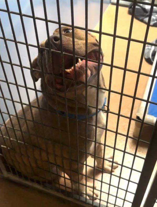 The dog is sitting next to the cage