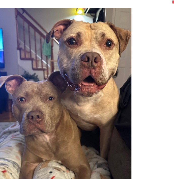 The dog is sitting next to the puppy