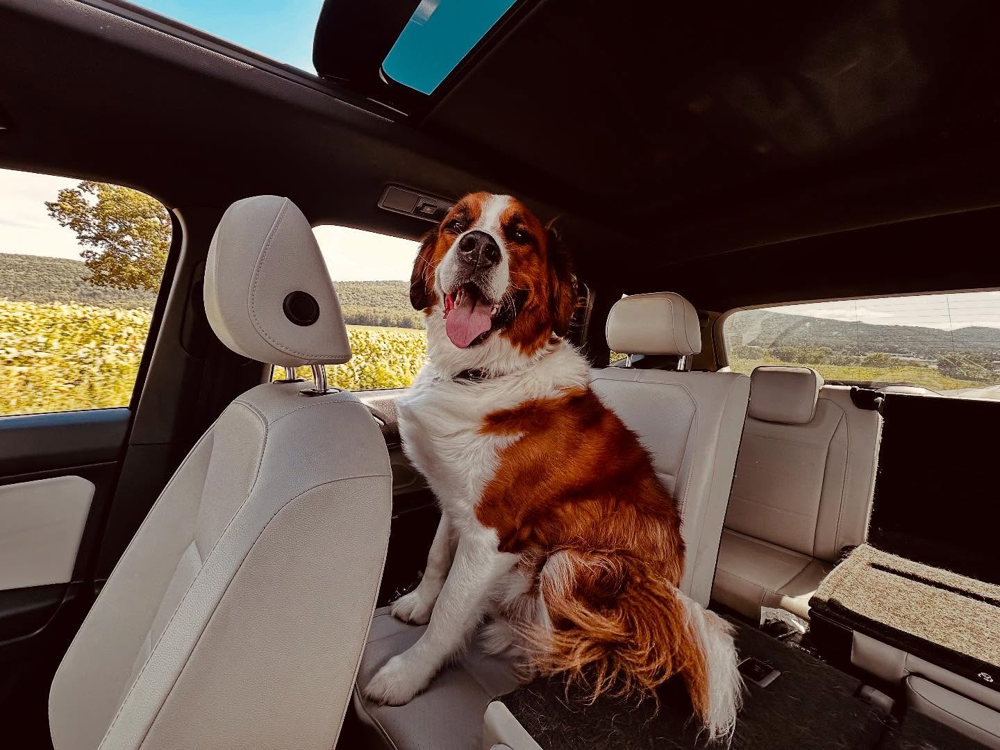 The dog is sitting on the car seat