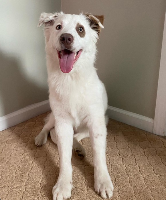The dog is sitting on the carpet