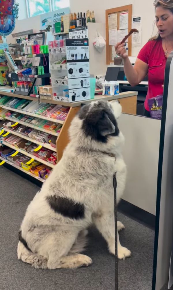 The dog is sitting on the cash register