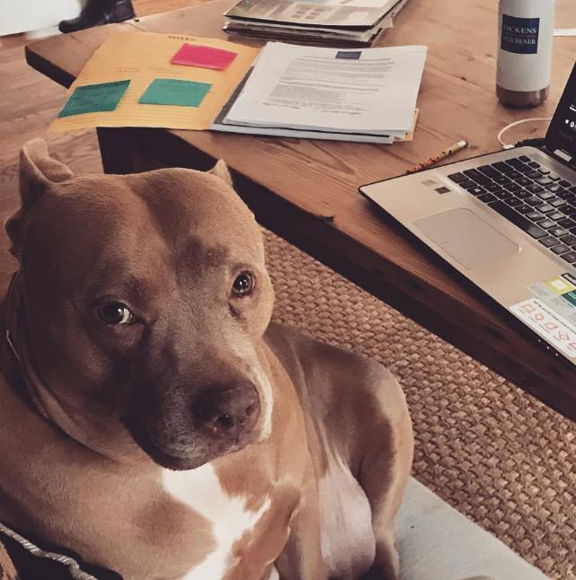 The dog is sitting on the chair