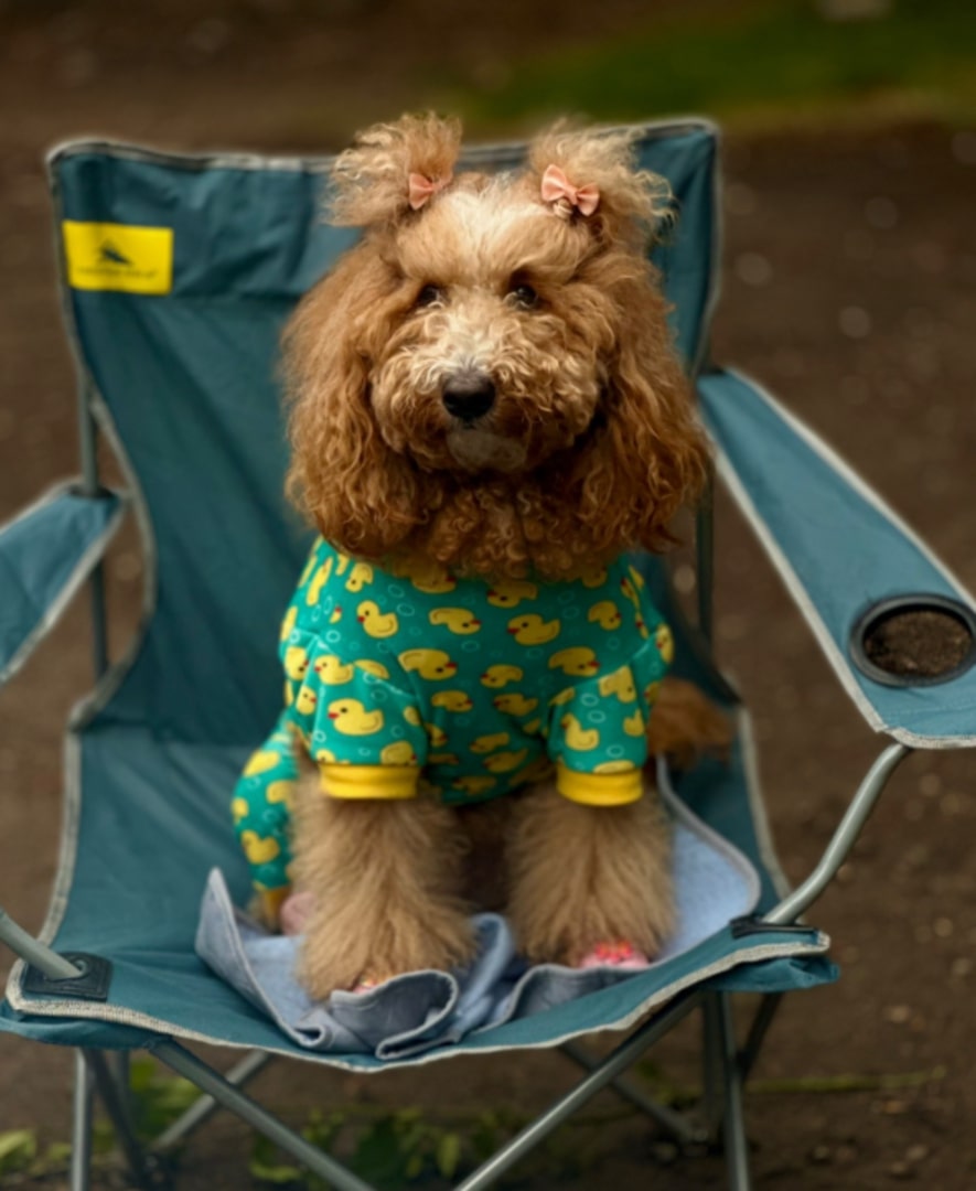 The dog is sitting on the chair