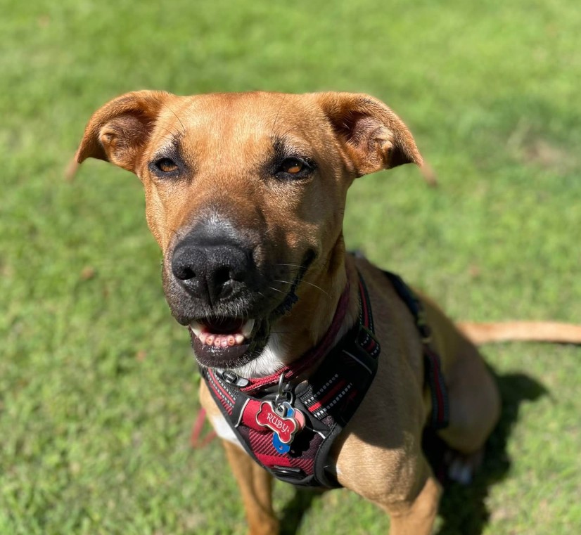 The dog is sitting on the grass