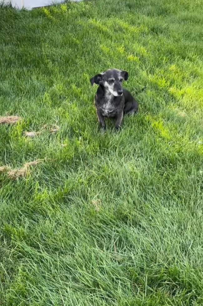 The dog is sitting on the grass and looking around