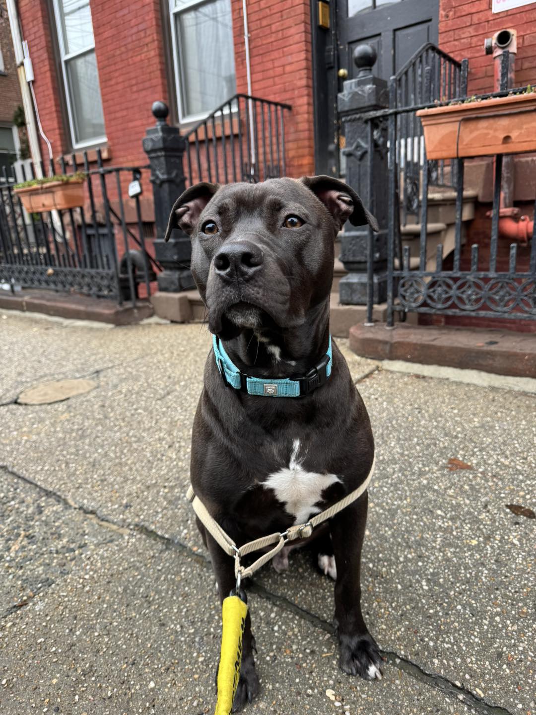 The dog is sitting on the road