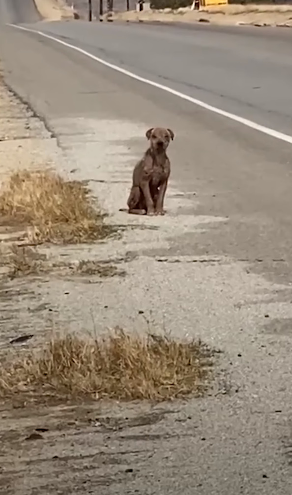The dog is sitting on the road