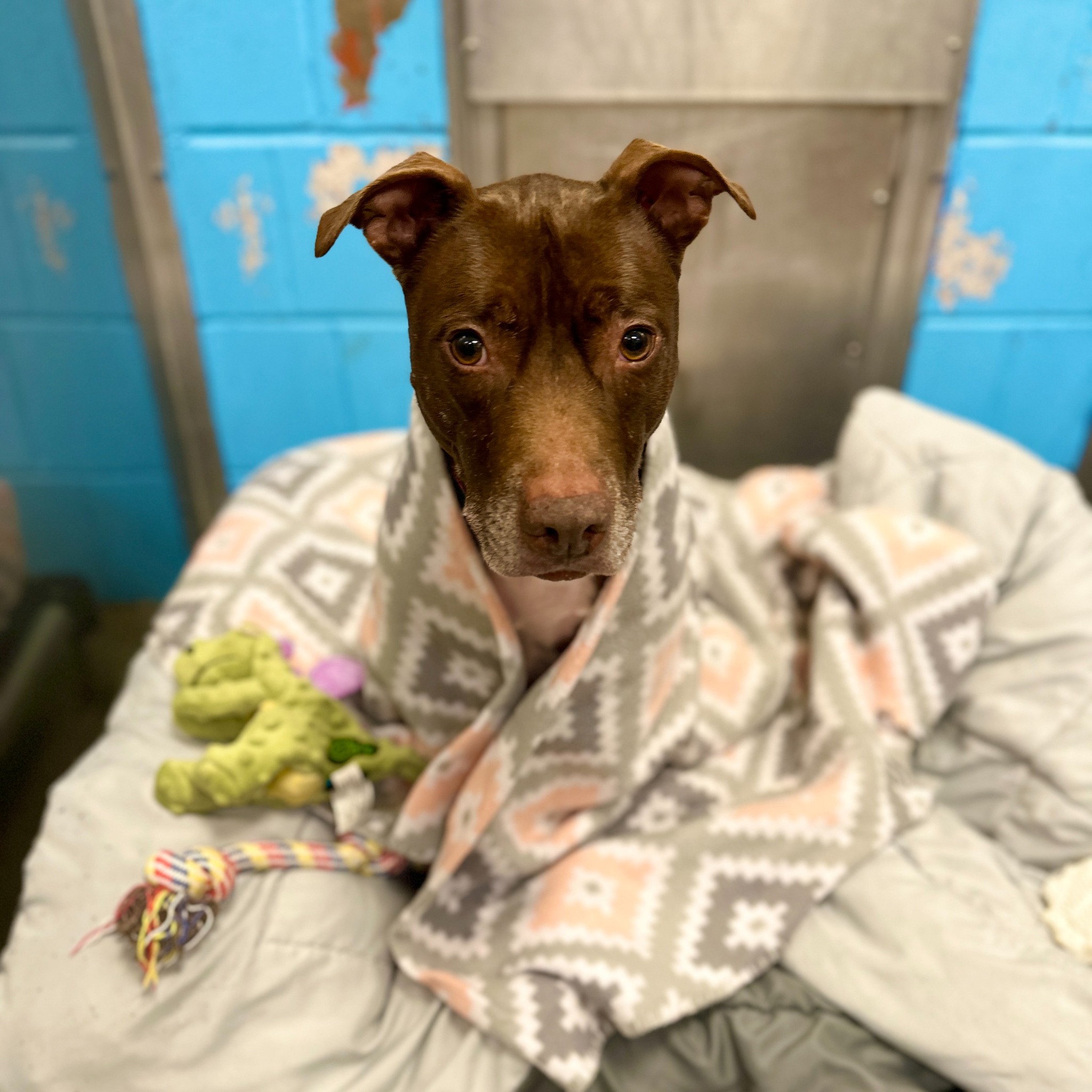 The dog is sitting wrapped in a blanket