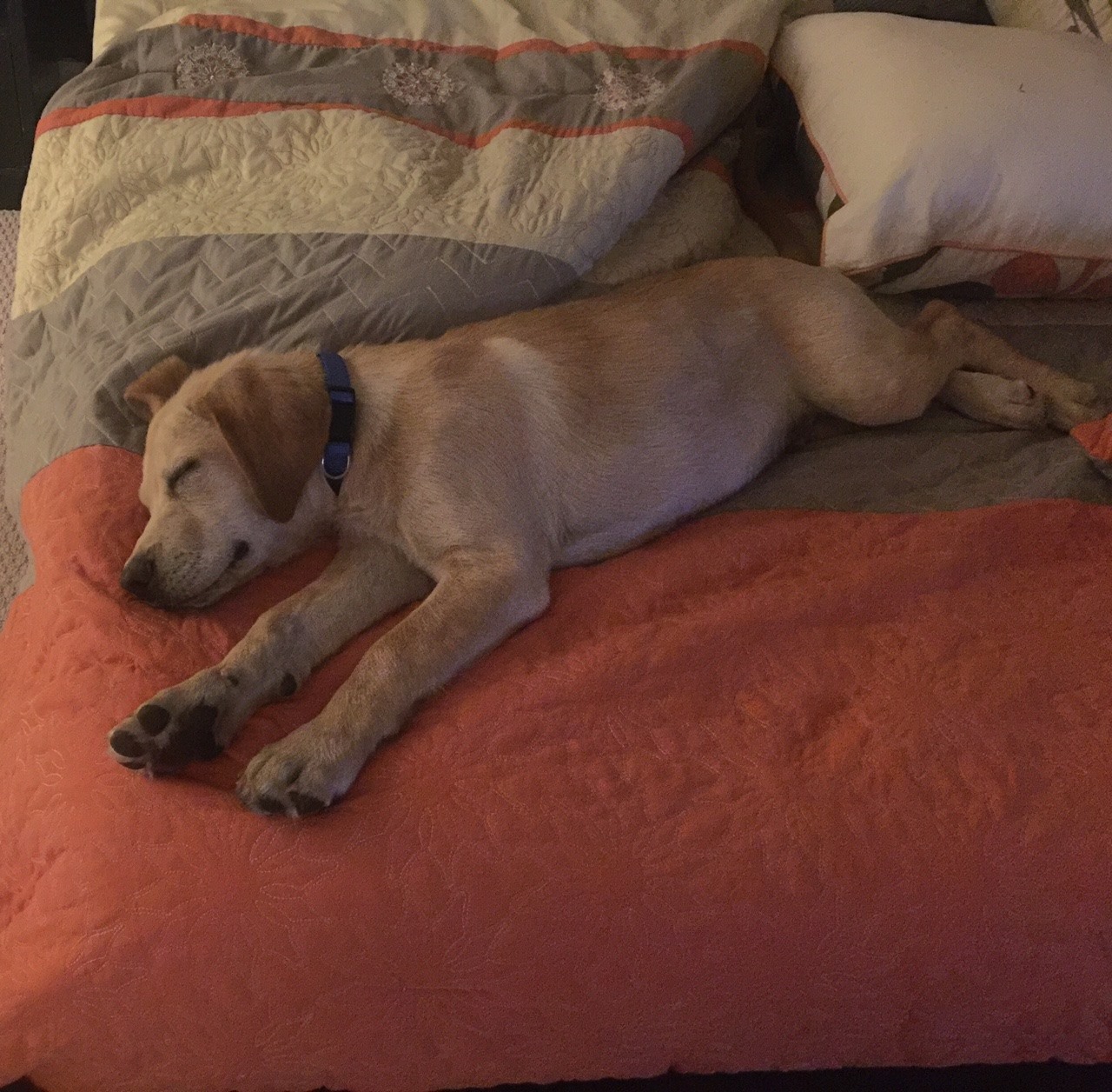 The dog is sleeping in the bed