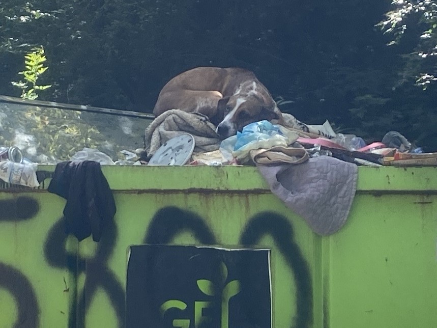 The dog is sleeping on the garbage