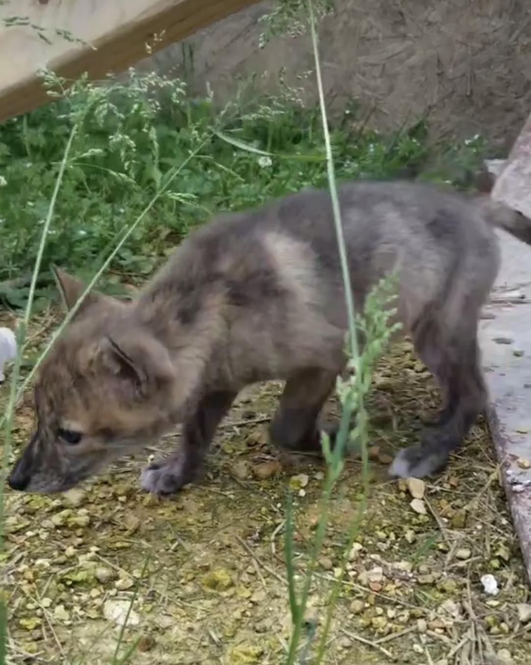 The dog is sniffing around the yard