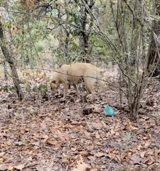 The dog is sniffing the forest