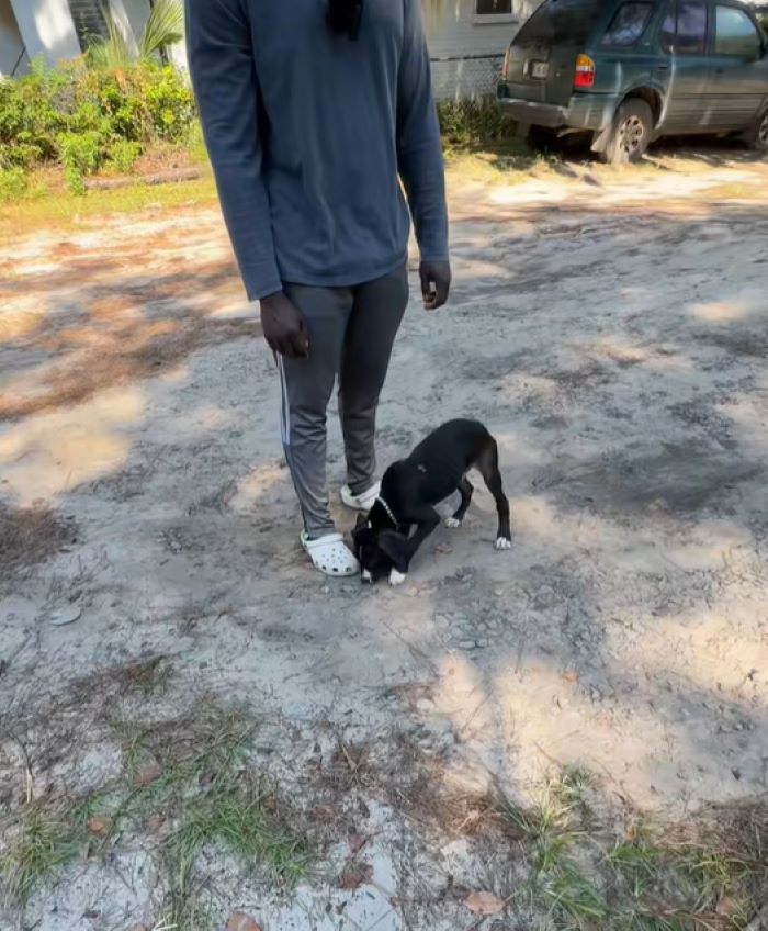 The dog is sniffing the man's leg