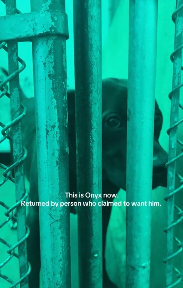 The dog is standing behind the fence