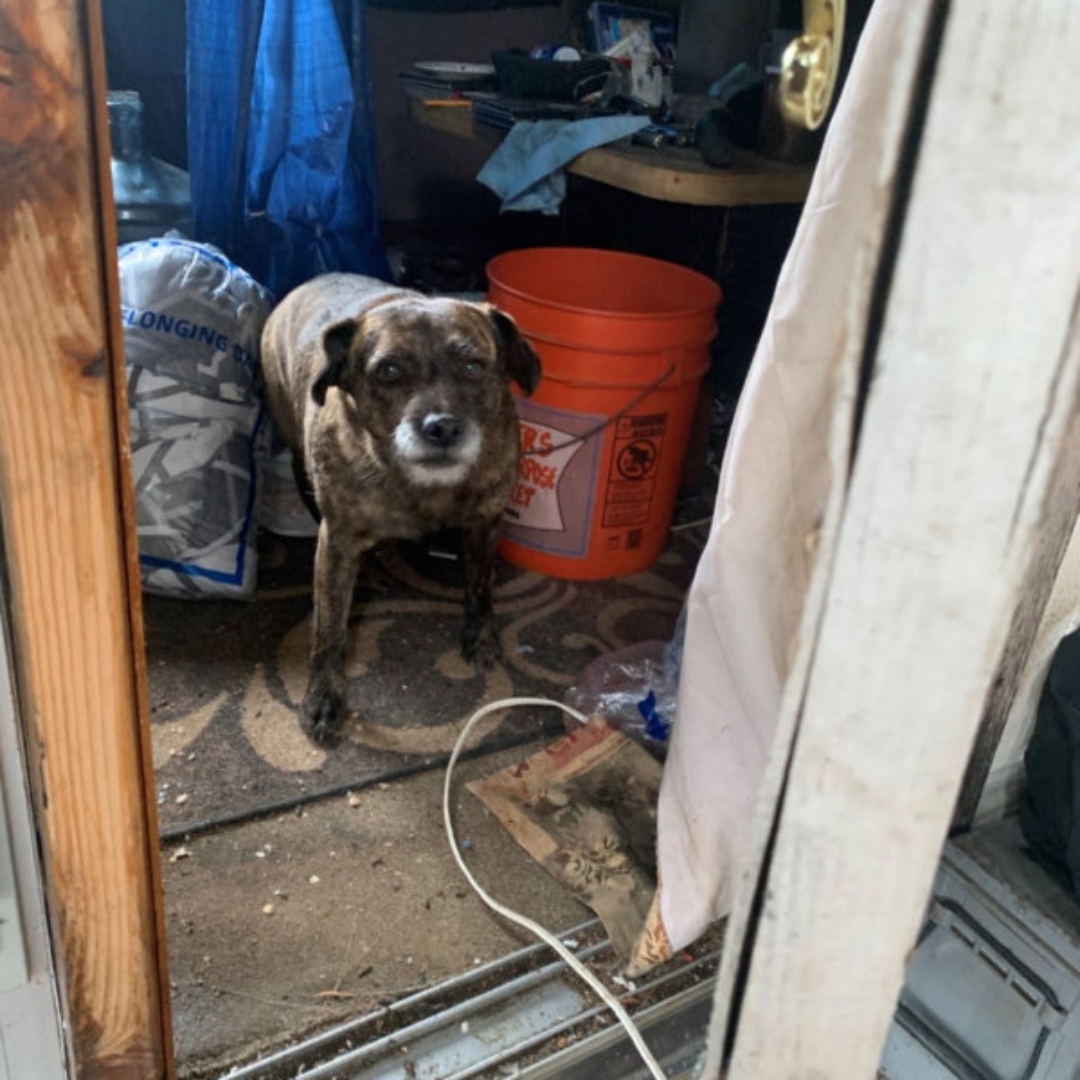 The dog is standing in an abandoned house