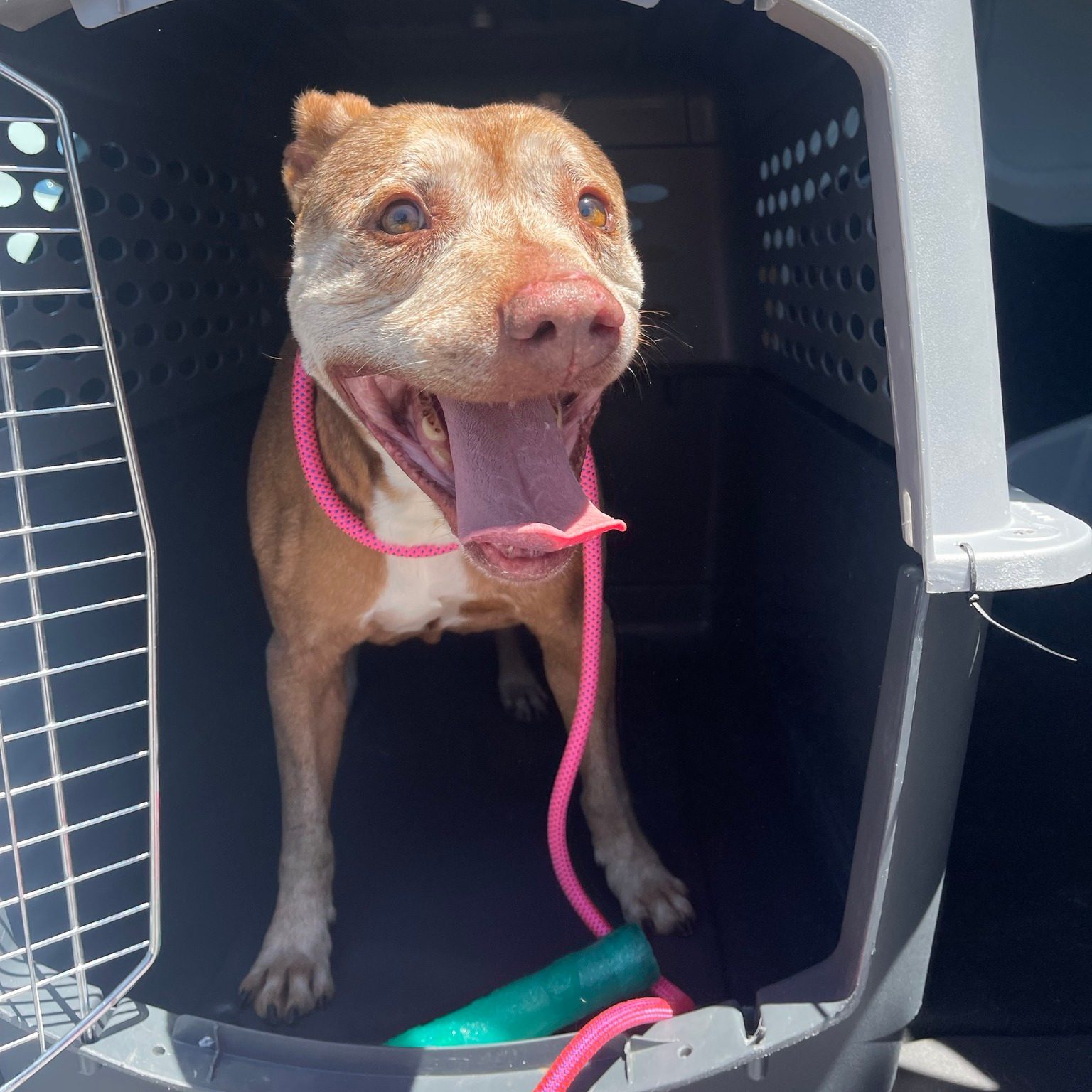 The dog is standing in an open cage