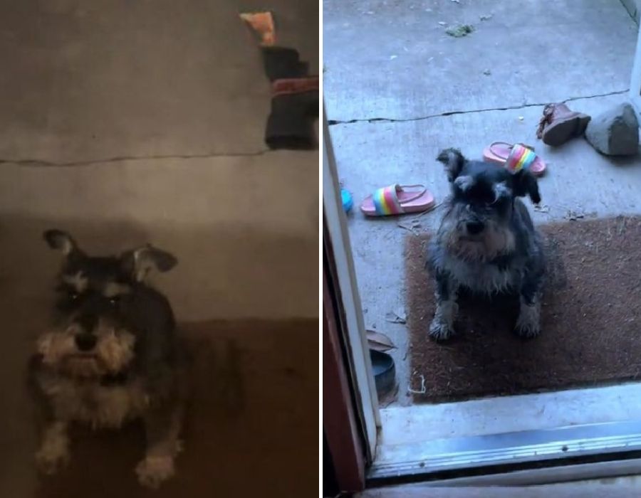 The dog is standing in front of the door