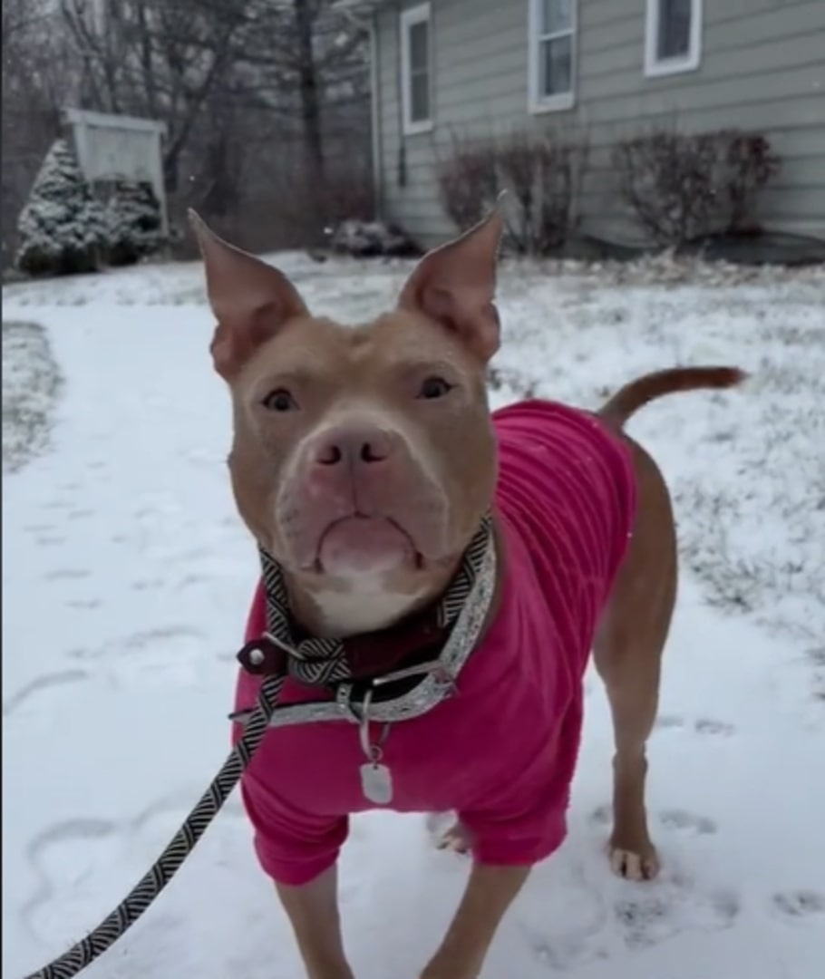The dog is standing in the snow