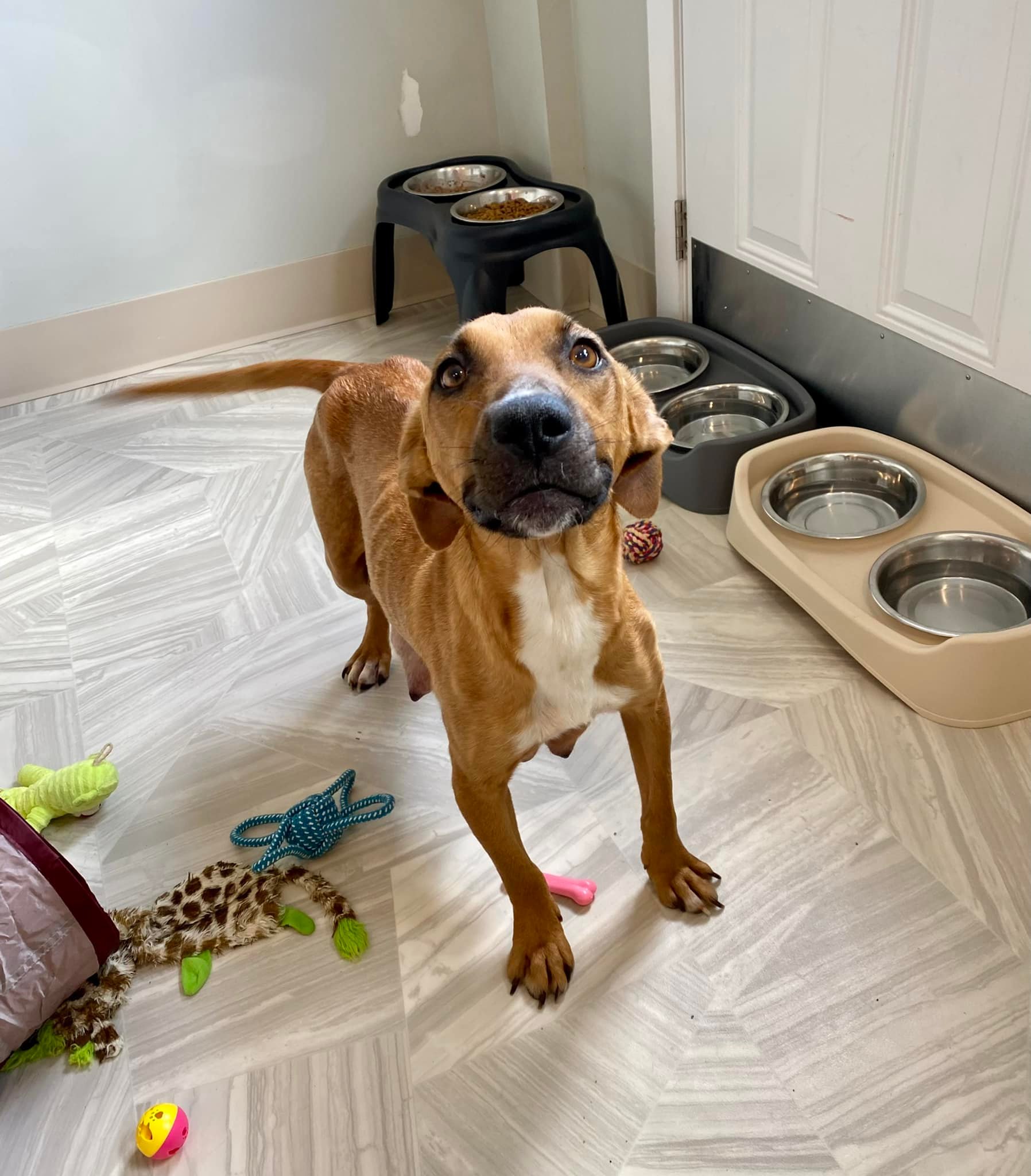 The dog is standing next to the food bowl