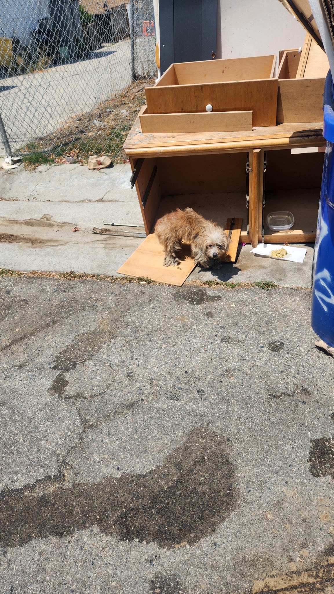 The dog is standing next to the old chest of drawers