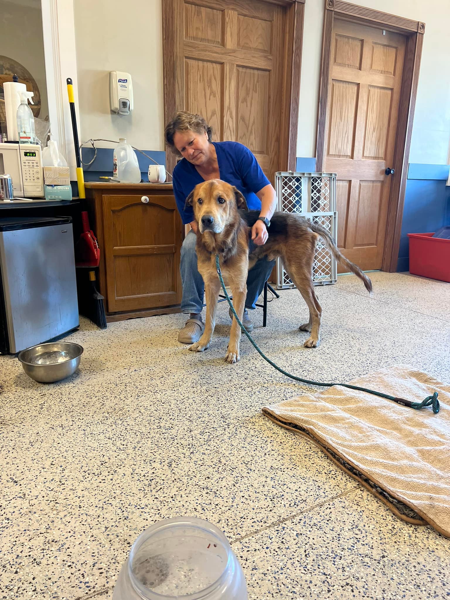 The dog is standing next to the veterinarian