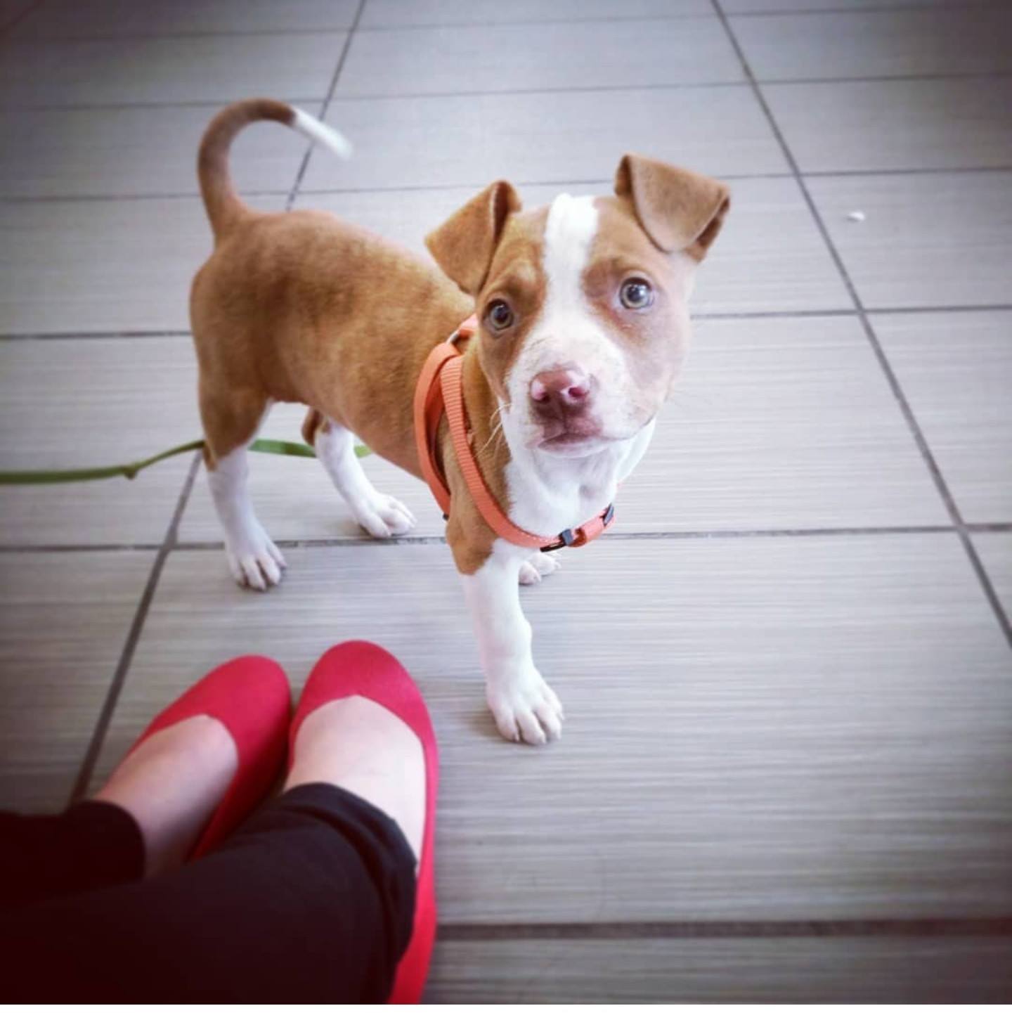 The dog is standing next to the woman