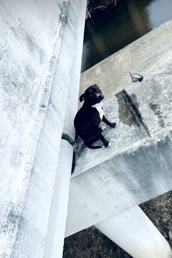 The dog is standing on a stone pillar