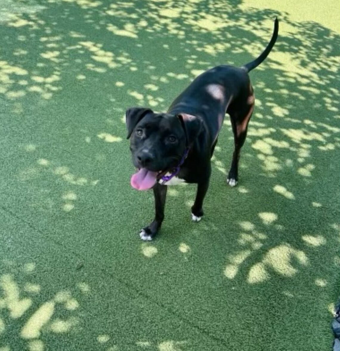 The dog is standing on the green grass